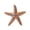 Champagne, variant on Crystals Starfishes Brooch Pin For Women Versatile Fashion Jewelry Gift Party Everyday Wear