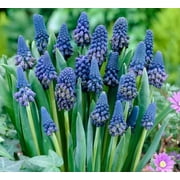 Queens Honor Grape Hyacinth Bulbs (10 Bulbs) - muscari Armeniacum- Beautiful Spring Blooms, Perennial Garden Flowers