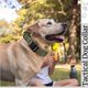 thumbnail image 5 of Typpkmm Dog Collar with Durable Adjustable Military Pet, 5 of 7