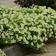 Easy Wave Yellow Petunia Spreading Flower Seeds - 30 Seeds - Walmart.com