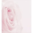 thumbnail image 3 of Rose Duvet Cover Set, Pink Rose Close up with Soft Blur Focus Fresh Fragile Fragrance Smell Valentine's Day, Decorative 3 Piece Bedding Set with 2 Pillow Shams, Calking Size, Pale Pink, by Ambesonne, 3 of 3