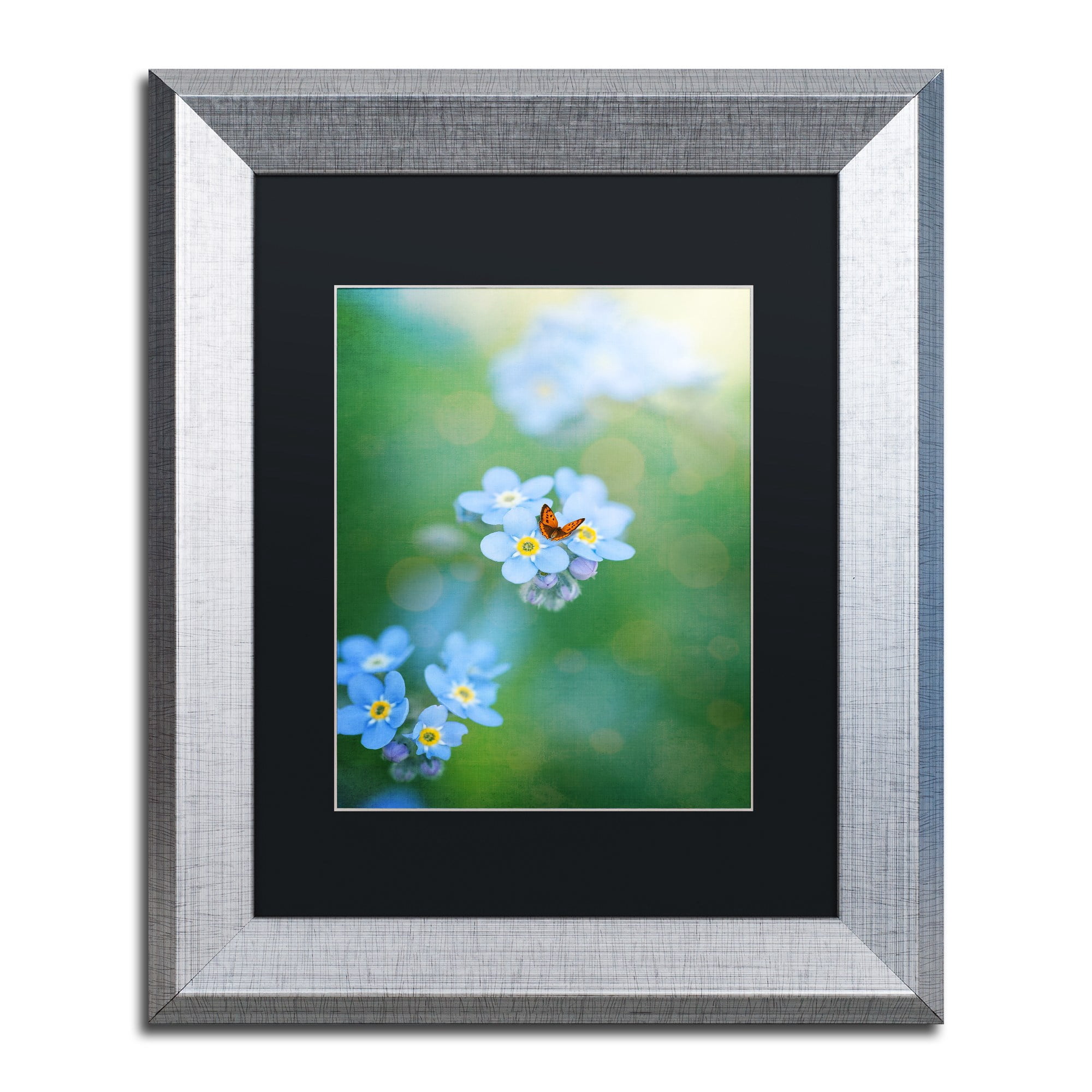 Trademark Fine Art "Forget-Me-Not" Canvas Art by Philippe Sainte-Laudy, Black Matte, Silver Frame