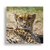 3dRose, , Arizona, Wildlife World Zoo. Close-up of resting cheetah., 15x15 Wall Clock
