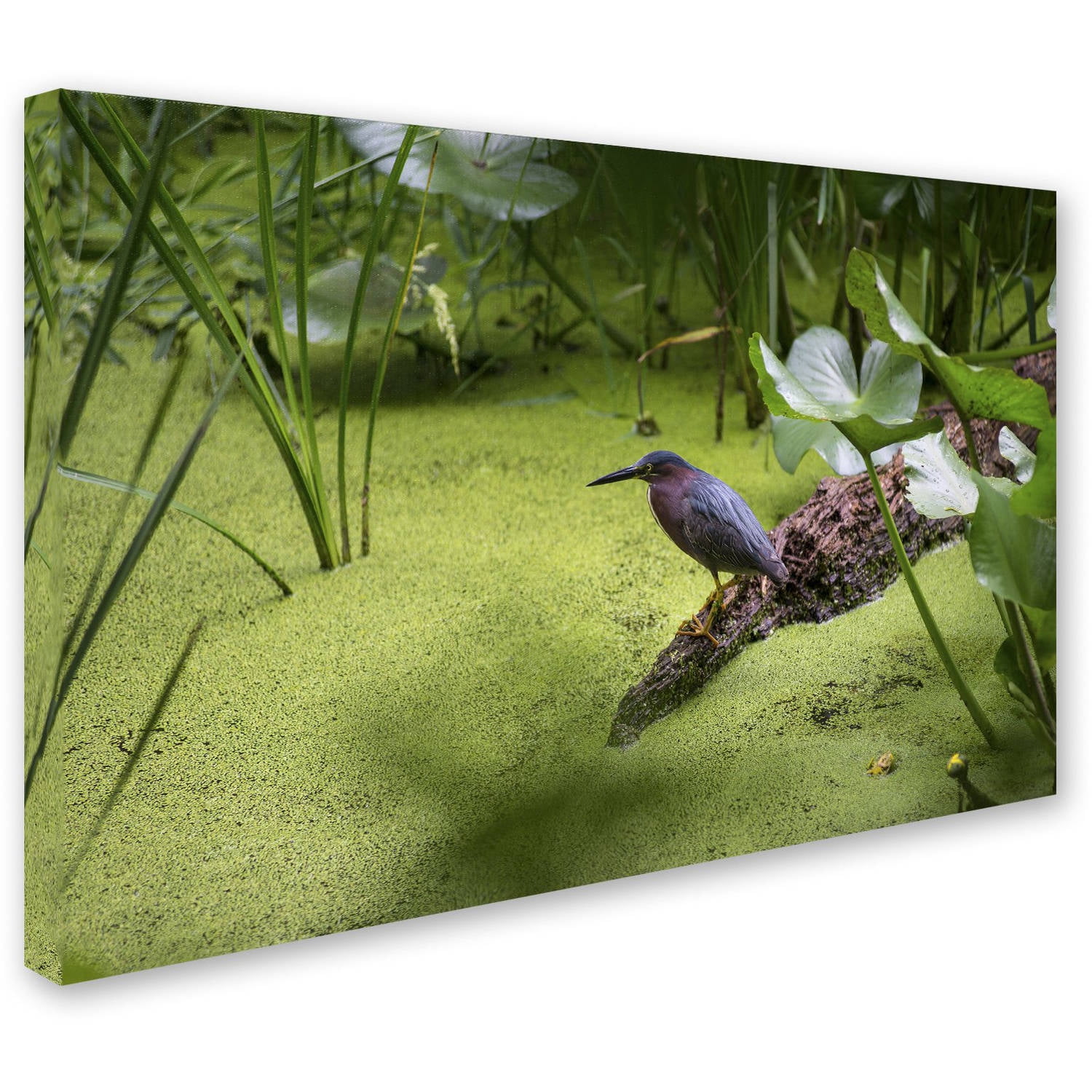 Trademark Fine Art "Green Heron" Canvas Art by Kurt Shaffer