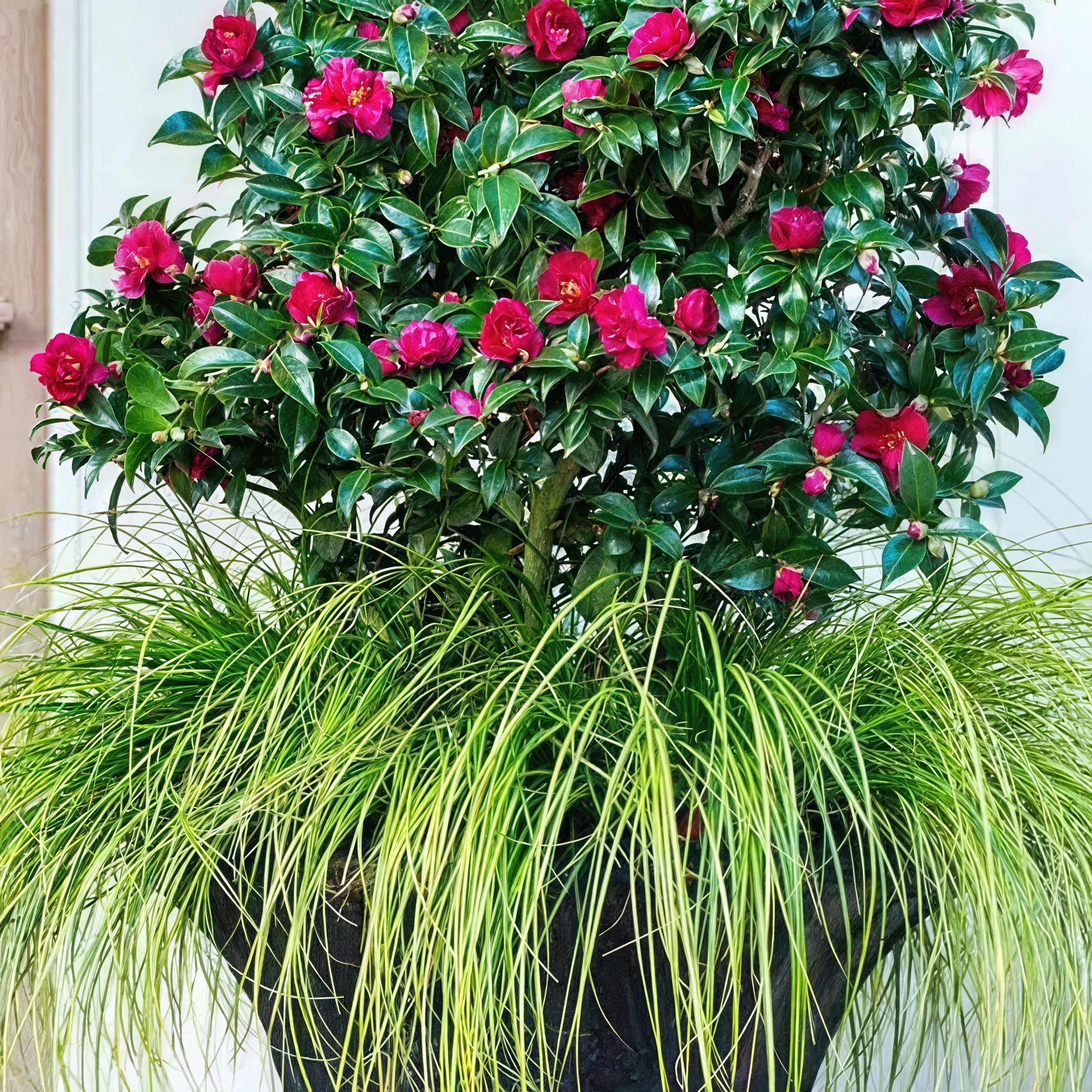 National Plant Network 3 gal. Camellia Sasanqua October Magic Ruby Shrub