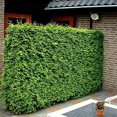 Thuja Arborvitae Green Giant Live Quart Size Trees Evergreen
