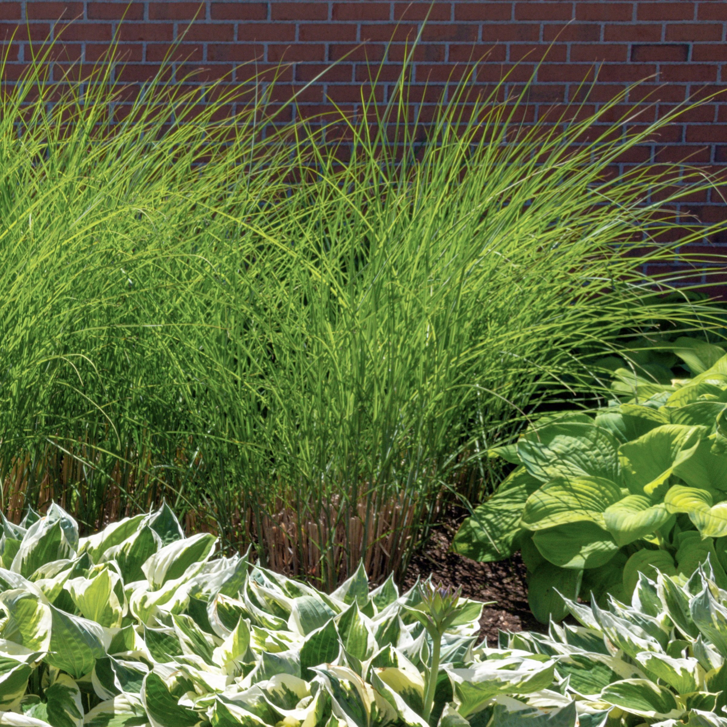 3 gal. Maiden Grass Plant