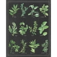 thumbnail image 3 of Paschke, Chris 15x18 Black Modern Framed Museum Art Print Titled - Herb Chart on Black White Border, 3 of 5