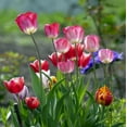 thumbnail image 3 of Sweet Showgirl Tulips, 10 Bulbs - Pink and White Flowers - Attracts Bees & Butterflies - Spring Blooming, Easy to Grow & Maintain, 3 of 7