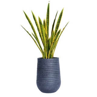Mkono Artificial Snake Plant 16 Inch Small Fake Sansevieria Tree Potted  Plants Faux Desk Plant Indoor Plant Decor in Terracotta Plastic Pot for  Table