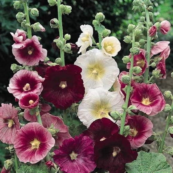 GSDWIUEW 50 Seeds Perennial Hollyhock Indian Spring Mix Alcea rosea Cut Flower, Butterfly Garden