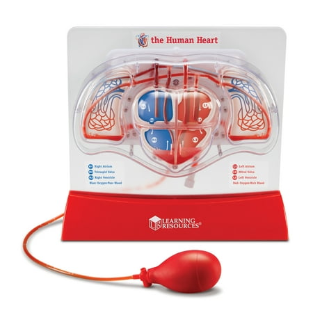 Learning Resources Pumping Heart Model - Science Classroom Must Haves, STEM, Ages 8+