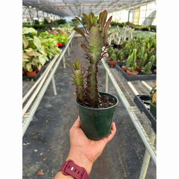 House Plant Dropship 4-SUCC-EUPHORBIA-RED.TRIGONA 4 in. Pot Succulent Euphorbia Trigona Rubra Plant