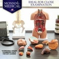 thumbnail image 2 of MonMed | Human Torso Model – 17” Inch Human Body Model Removable Organs, 2 of 2