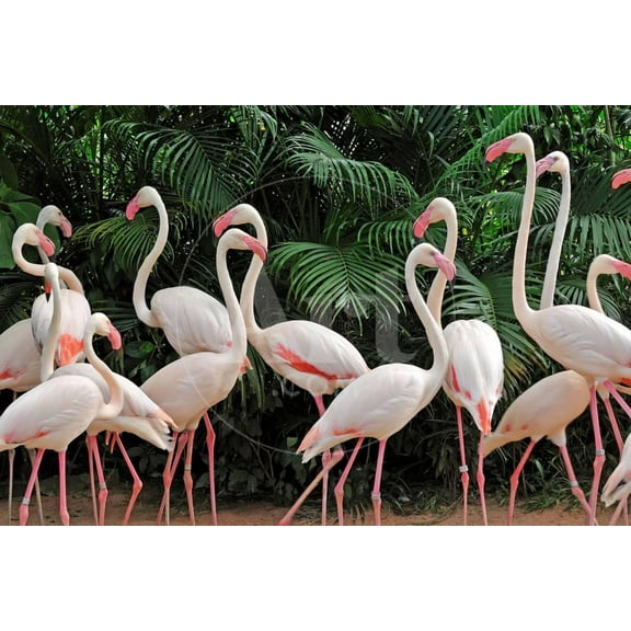 Group of Pink Flamingos, Animals Unframed Photographic Print Wall Art by panda3800 Sold by Art.Com
