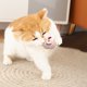 thumbnail image 4 of Adorable muñeca interactiva para perros y gatos. Juguete masticable suave y gracioso para cachorros estresados. Compañero adorable. Actividad enriquecedora para animales., 4 of 6
