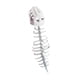 thumbnail image 3 of Dinosaurio Disfraz Esqueleto Accesorio de Diseño Realista de Decoración de Vertebral de Dinosaurio en Terciopelo Adecuado, 3 of 9