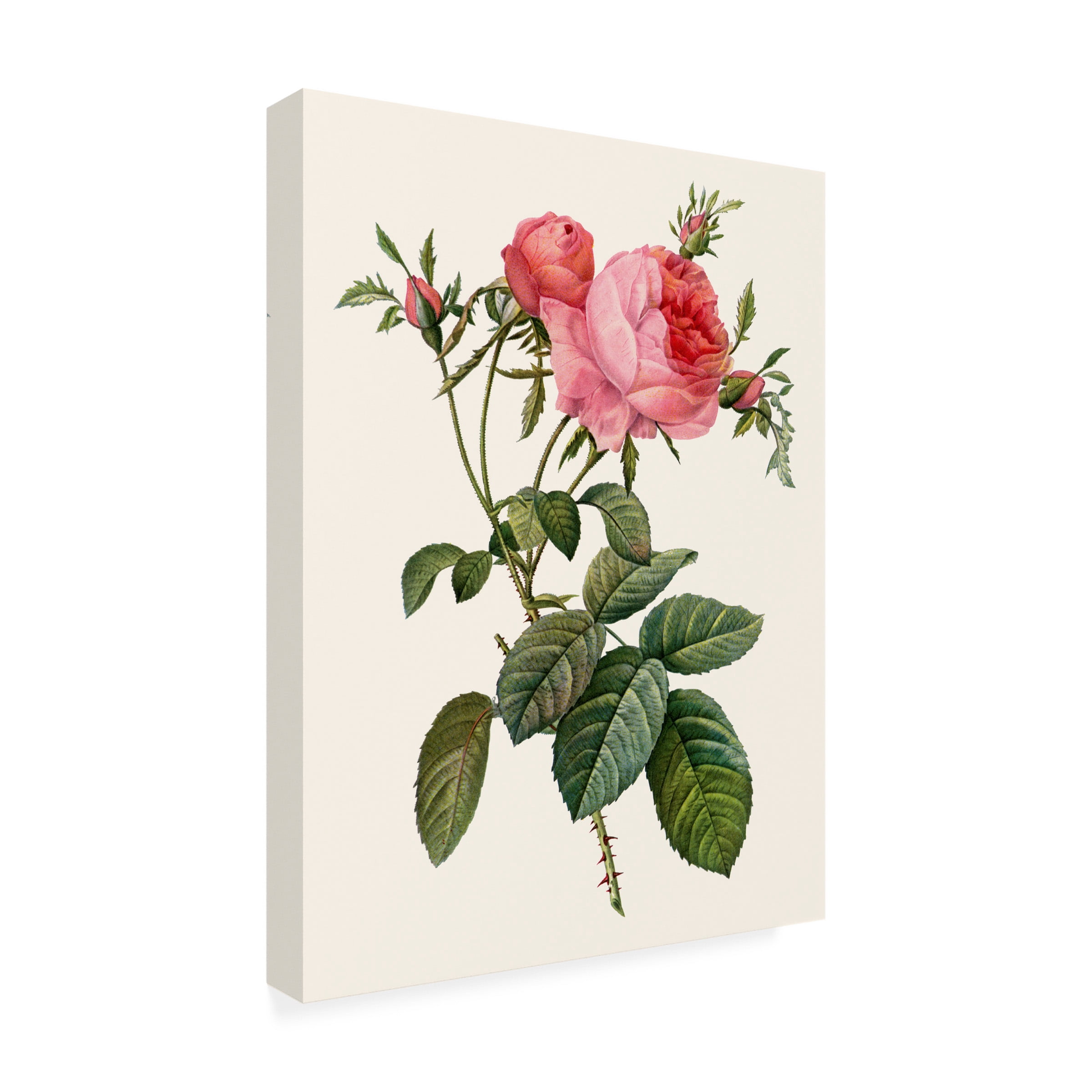Pierre Redoute 'Redoutes Rose II' Canvas Art