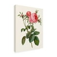 thumbnail image 2 of Pierre Redoute 'Redoutes Rose II' Canvas Art, 2 of 3