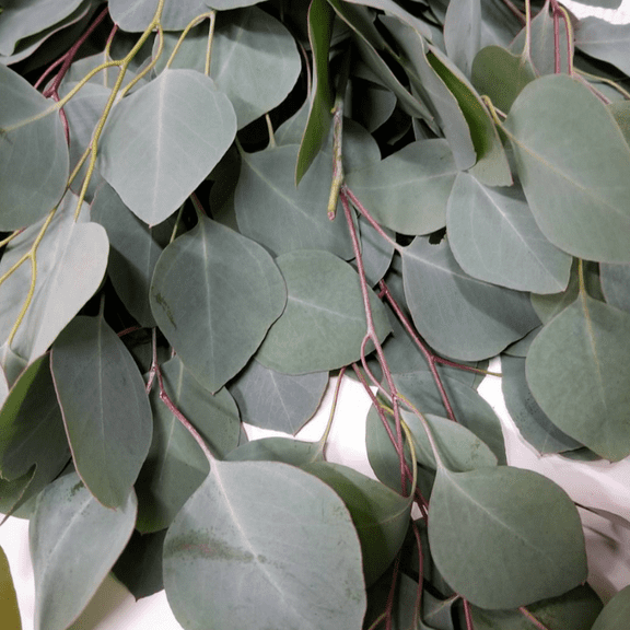 Baby Blue Eucalyptus Live Plant, Silver Dollar 2.5'', Unique Plant