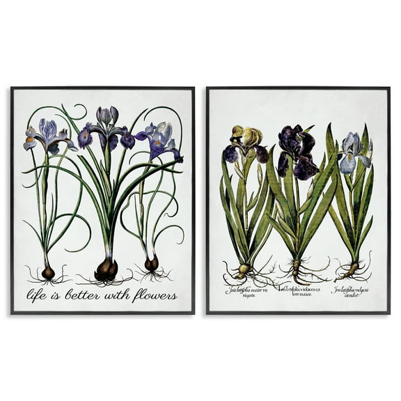 Stupell Industries Better with Flowers Iris Bulb Plants & Flowers Painting Black Framed Art Print Wall Art, 11 x 14, Set of 2