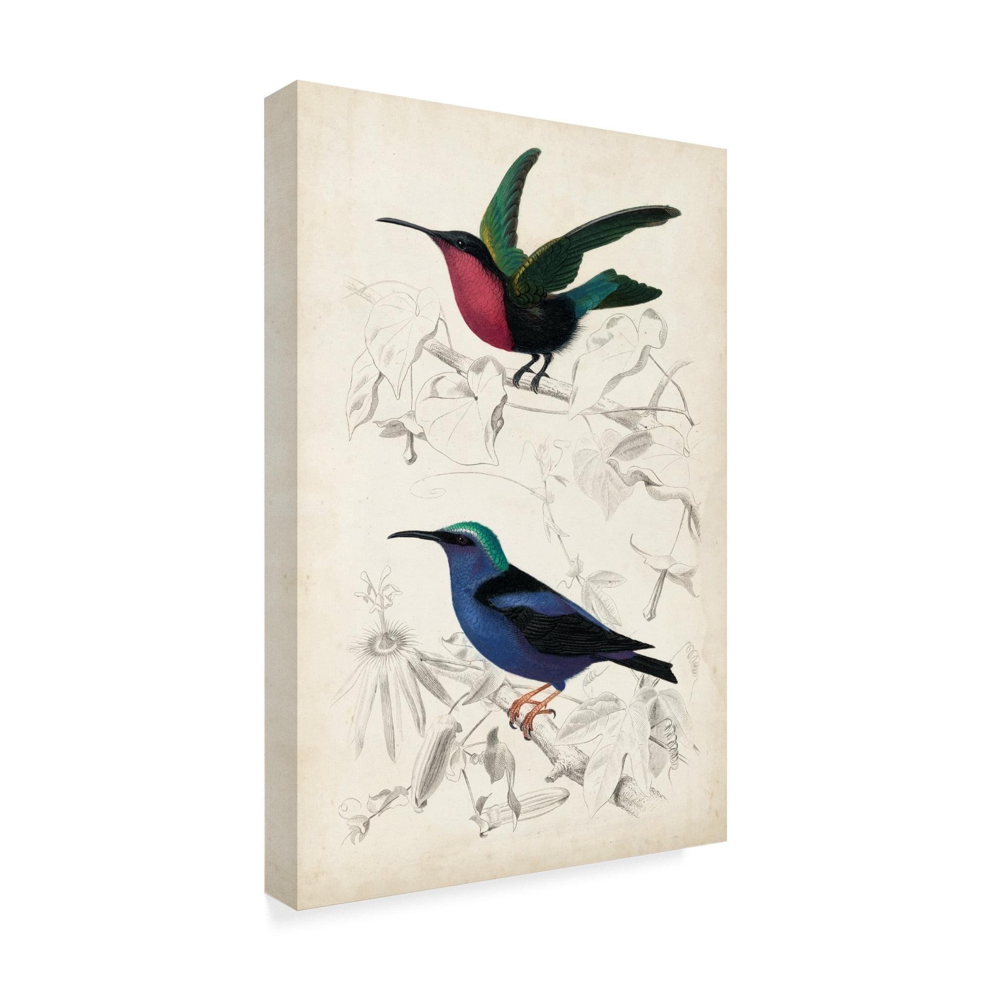 Trademark Fine Art 'D'Orbigny Birds I' Canvas Art by M. Charles D'Orbigny