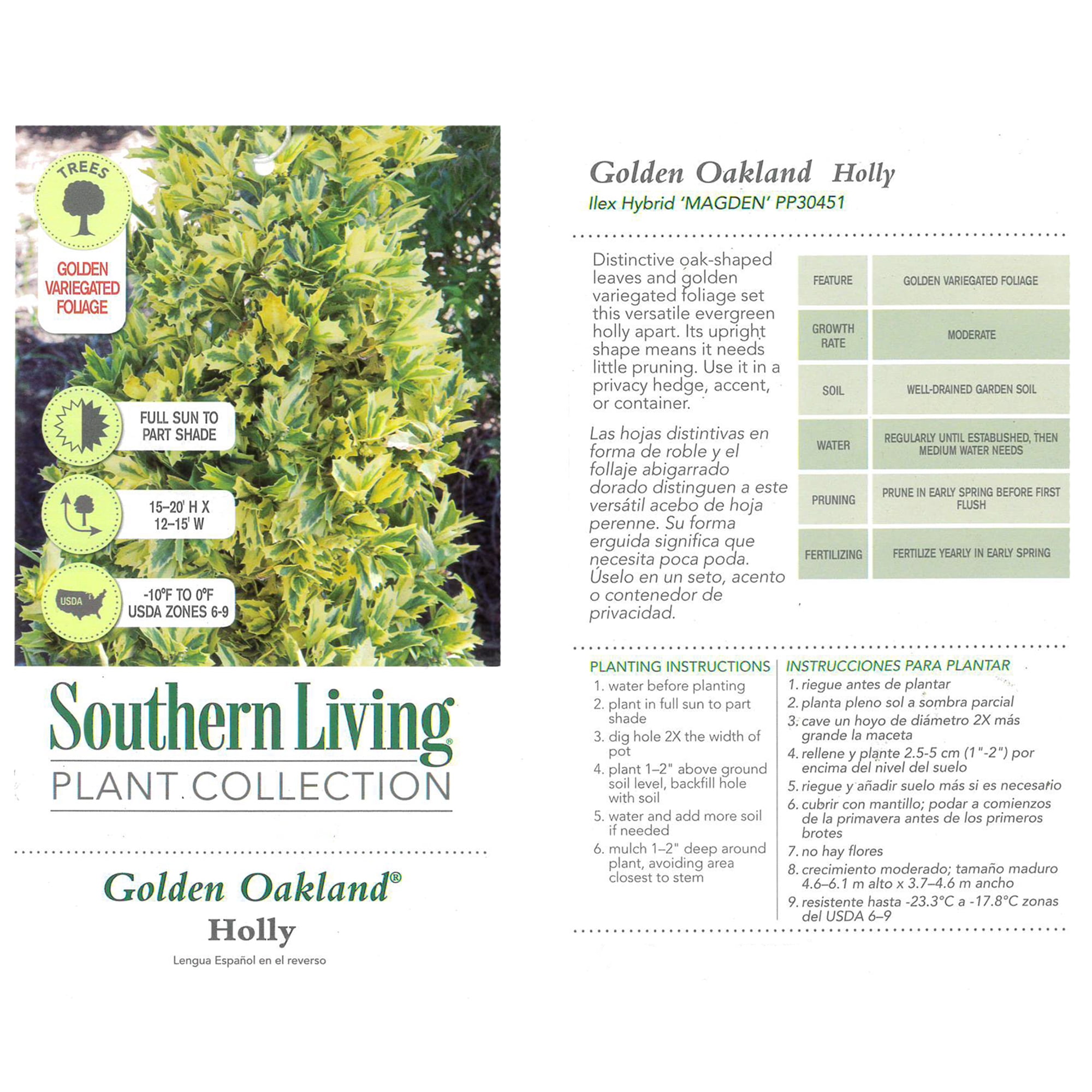 Southern Living Holly Golden Oakland Live Shrub in 2 Gallon Grower Pot