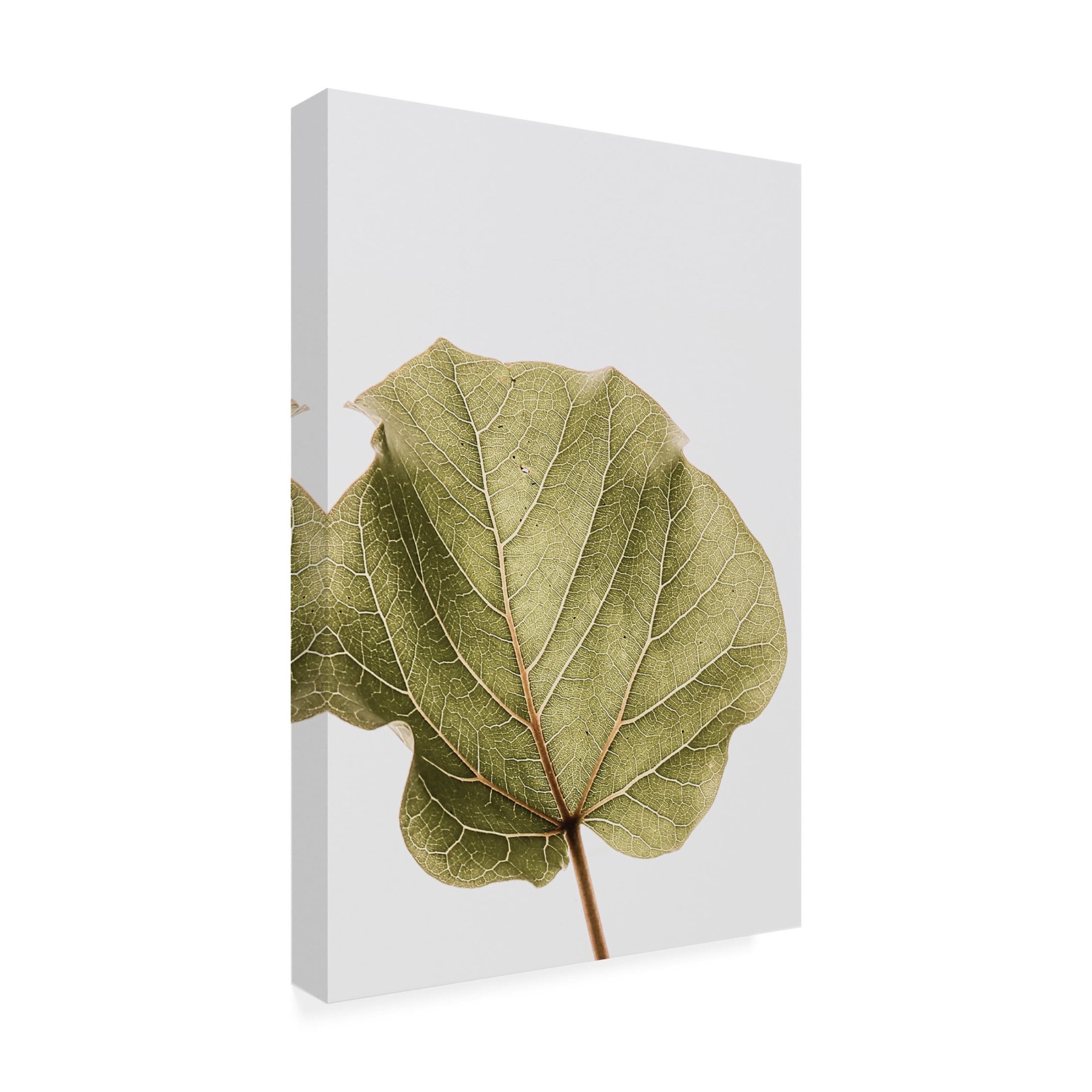 Trademark Fine Art Shot by Clint Abutifolia Noe Canvas Wall Art