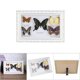 thumbnail image 4 of EBTOOLS Exquisitas Mariposas Insecto Espécimen Artesanía Regalo De Cumpleaños Decoración Del Hogar Ornamento Mariposa Sombra Caja Polilla Pinn Práctico, 4 of 7