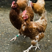 Verm-X Liquid for all Poultry, 500 ml