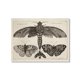 thumbnail image 1 of Moody-Conjunto de pared de galería de Halloween, impresiones de gato negro, pintura en lienzo, póster Vintage, búho, murciélago, imágenes de pared, decoración de la Academia oscura, 1 of 4