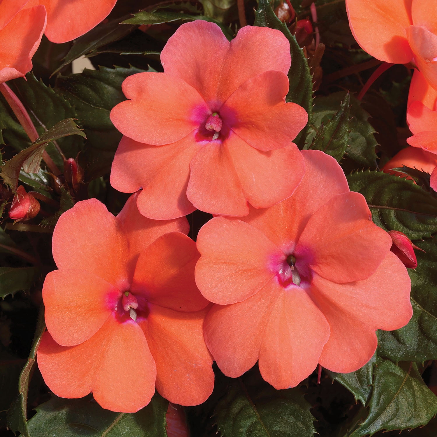 Altman Plants Orange Sunpatiens, 2.5 Qt. Pot, Full Sun to Part Shade, Flowering Live Plants
