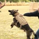 thumbnail image 2 of Táctico Pechera Arnés Pecheras Para Perro Mediano Grande, 2 of 8