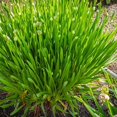 thumbnail image 3 of Garlic Chives Live Plant, Herb Plant for Home Garden, Garlic Chives Plant 4-6 Inches, 3 of 5
