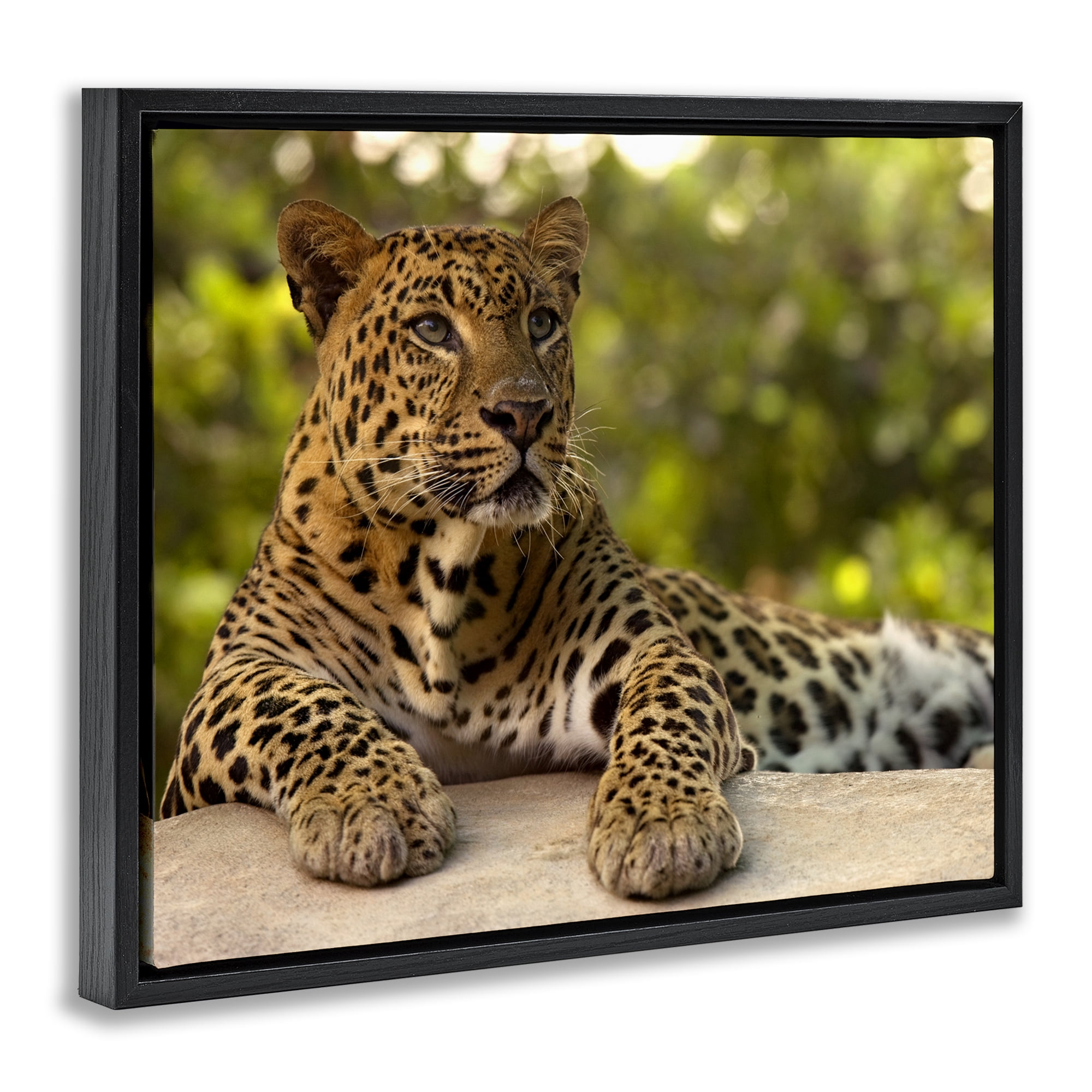 Leopard Gazing Relaxation Black Framed Floater Canvas Wall Art, design by MJ Photography