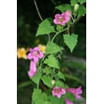 thumbnail image 5 of Seedville 10 Mixed Dragonsnap Flower Seeds, Attract Hummingbirds, 5 of 9