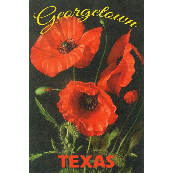 Georgetown, Texas, Corn Poppy Flowers (36x54 Giclee Gallery Art Print, Vivid Textured Wall Decor)