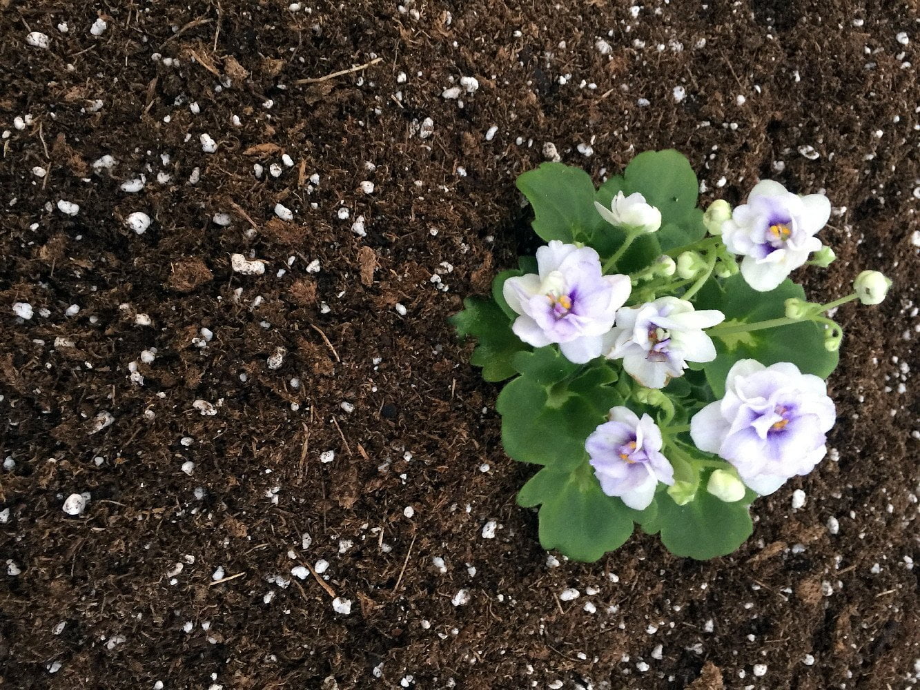 Hirt's Gardens All Natural African Violet Soil 4 Quart