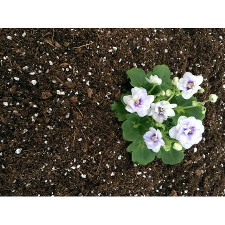 Hirt's Gardens All Natural African Violet Soil - 4 (Best Fertilizer For African Violets)