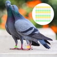 thumbnail image 2 of Miangastore Pigeon Identification Rings Plastic 300Pcs 0.51X0.51X0.2In, 2 of 8