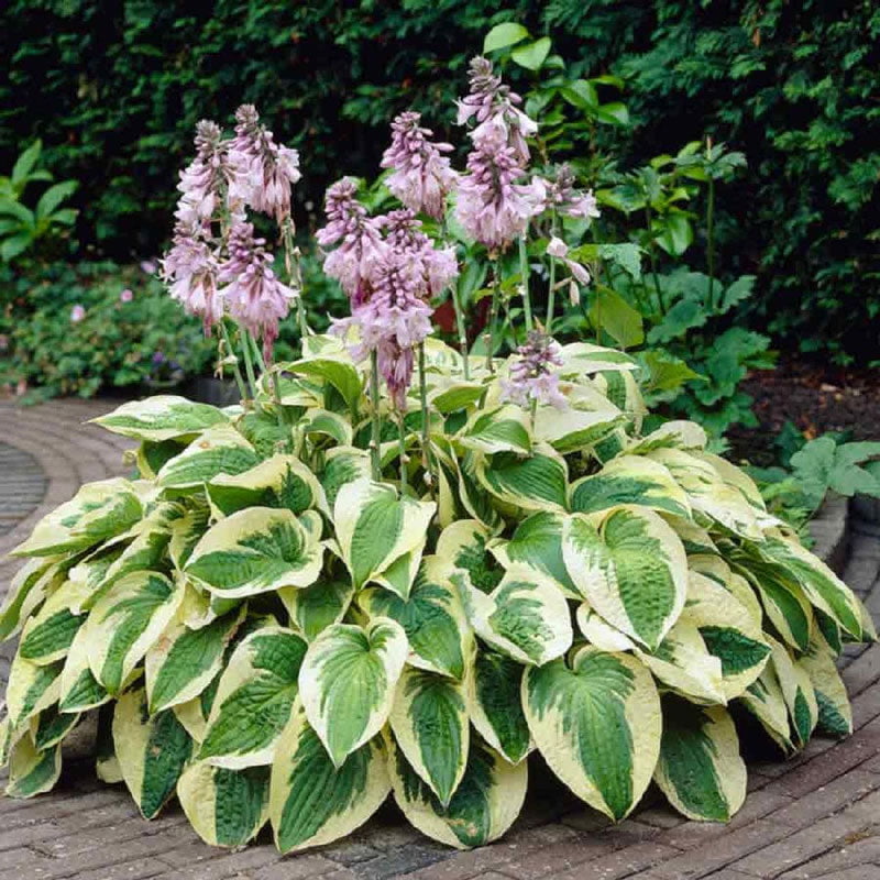 Hosta Roots - Brim - 4 Roots - Green/Yellow/Purple Flower Bulbs, Root Attracts Bees, Attracts Pollinators, Easy to Grow & Maintain, Growing, Fragrant, Garden - Walmart.com