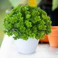 thumbnail image 4 of BKER Bonsai Desktop Decorative Arrangement With Low For Home (Green), 4 of 5
