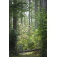 thumbnail image 2 of Paulson, Don 11x14 White Modern Wood Framed Museum Art Print Titled - WA, Seabeck Rhododendron blooms in a forest, 2 of 4