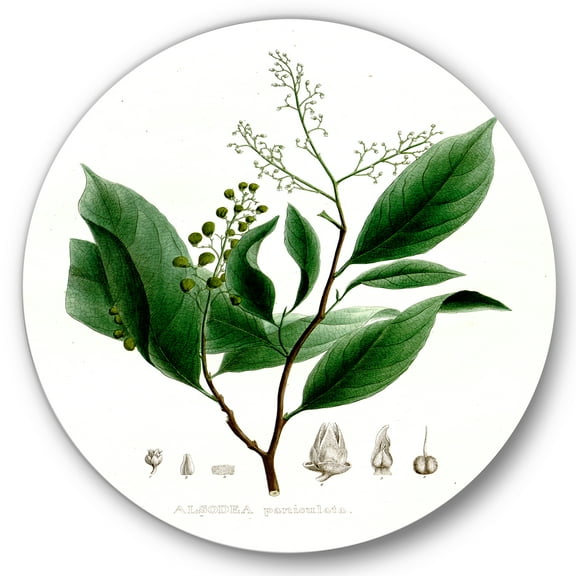 Designart 'Ancient Brazilian Plant II' Traditional Circle Metal Wall Art 36x36 - Disc of 36