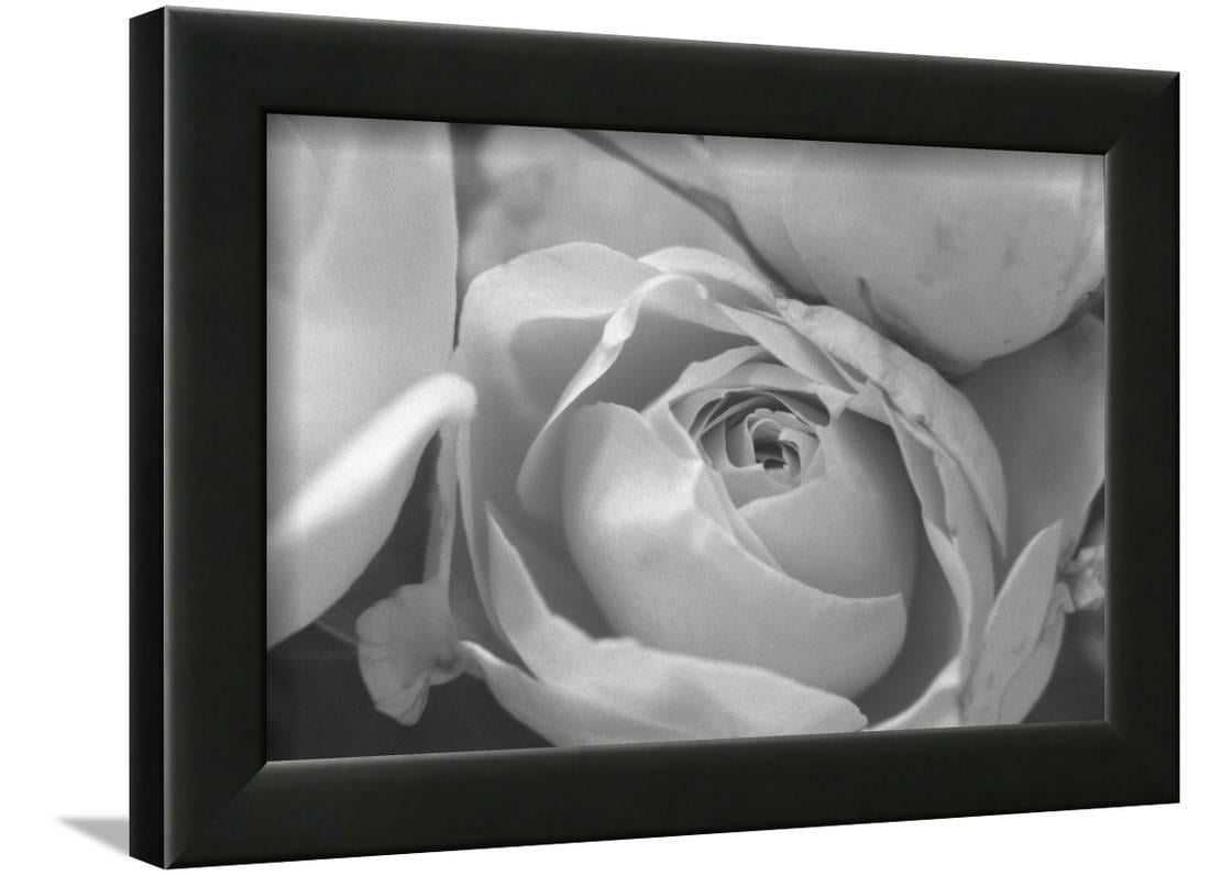 Black And White Rose Detail Framed Print Wall Art By Anna Miller Black And White Rose Detail Framed Print Wall Art By Anna Miller Com