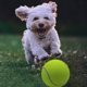 thumbnail image 5 of Pelota de tenis gigante de gran tamaño de 6,5 cm, pelota de tenis para perros, juguete masticable para mascotas grandes para deportes al aire libre/interior, pelota para perros, regalo con a, 5 of 5