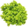 thumbnail image 2 of Sedum Golden Moss Tokyo Sun Succulent (2"+ Plastic Pot) - Tiny, Lovely, Easy to Care Succulent for Beginners - Live Healthy Succulent for Home Office, 2 of 8