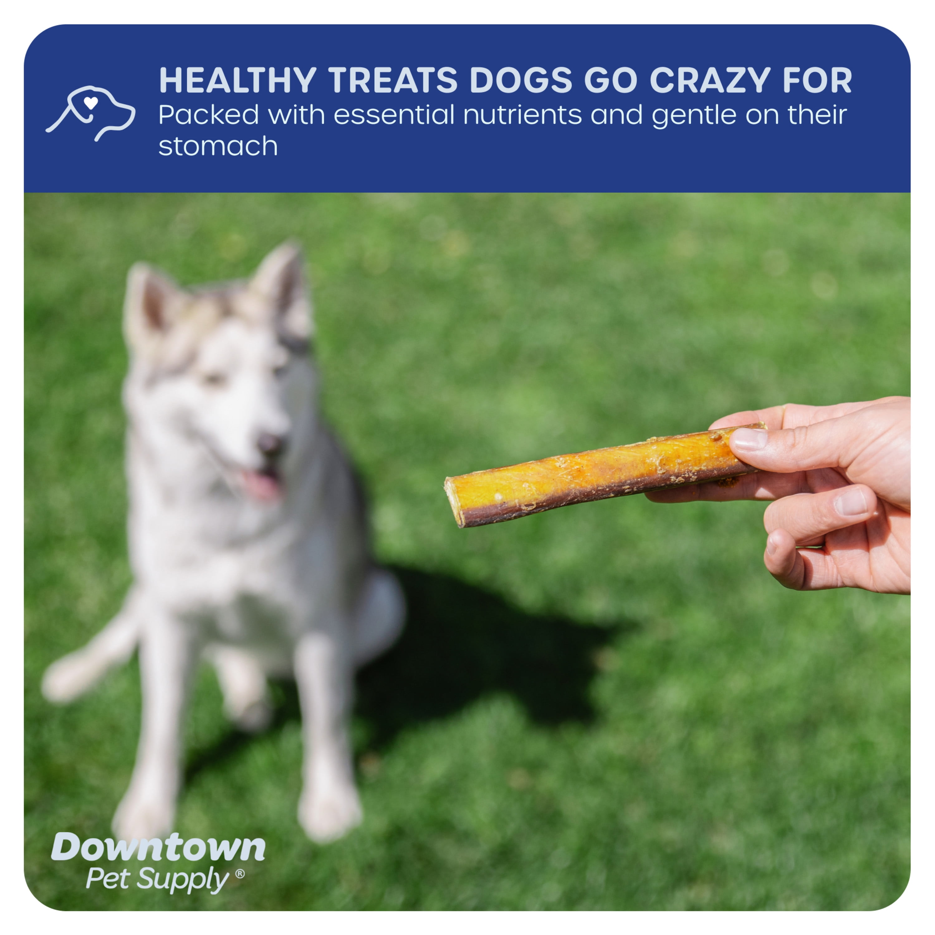 Downtown Pet Supply Bully Sticks For Dogs Thick Rawhide Free Dog Chews 12", 24 Pack