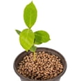 thumbnail image 4 of ⭐ Gardenera Labs Expanded Clay Pebbles – 4mm-16mm LECA Balls | 100% Natural Hydroton Clay for Drainage, Hydroponics, Aquaponics, Terrariums, Orchids & Indoor Plant Growing Medium - 1 Quart, 4 of 6