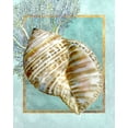 thumbnail image 2 of Schory, Lori 12x14 Gold Ornate Wood Framed with Double Matting Museum Art Print Titled - Turban Shell and Coral, 2 of 4